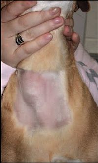 Thyroid tumor dog.jpg