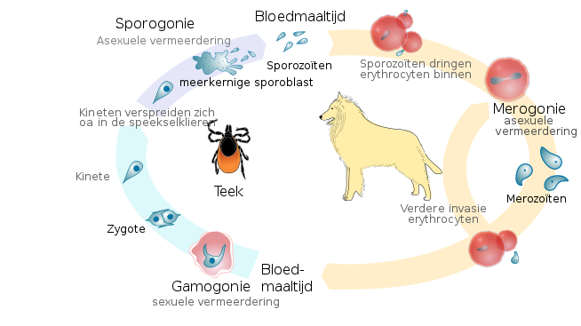 Bestand:Babesia canis life cycle nl.svg