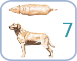 BSC Canine7.svg