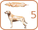 BSC Canine5.svg