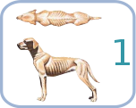 BSC Canine1.svg